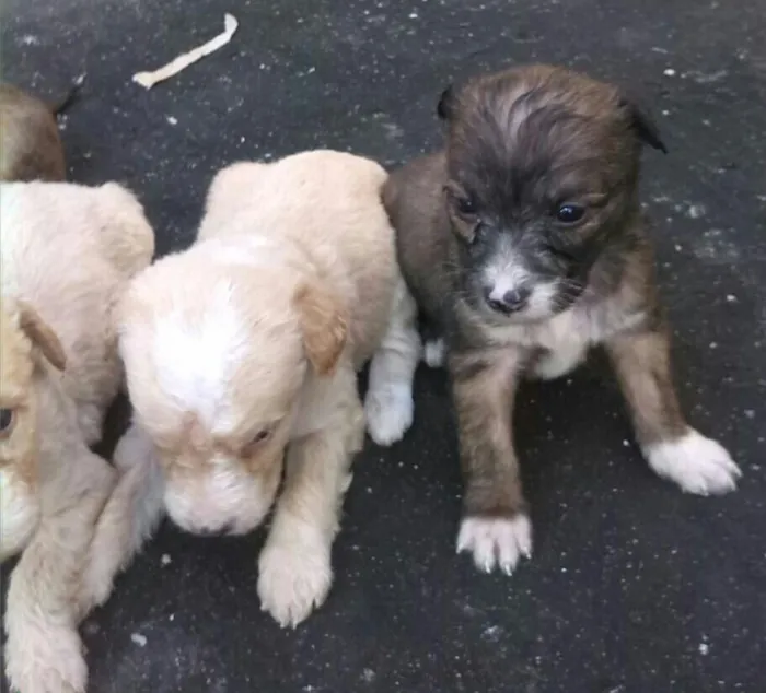 Cachorro ra a mestiça poodle/cocker idade Abaixo de 2 meses nome sem nome