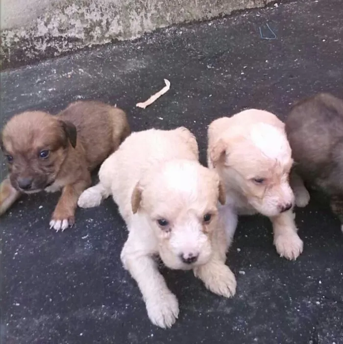 Cachorro ra a mestiça poodle/cocker idade Abaixo de 2 meses nome sem nome