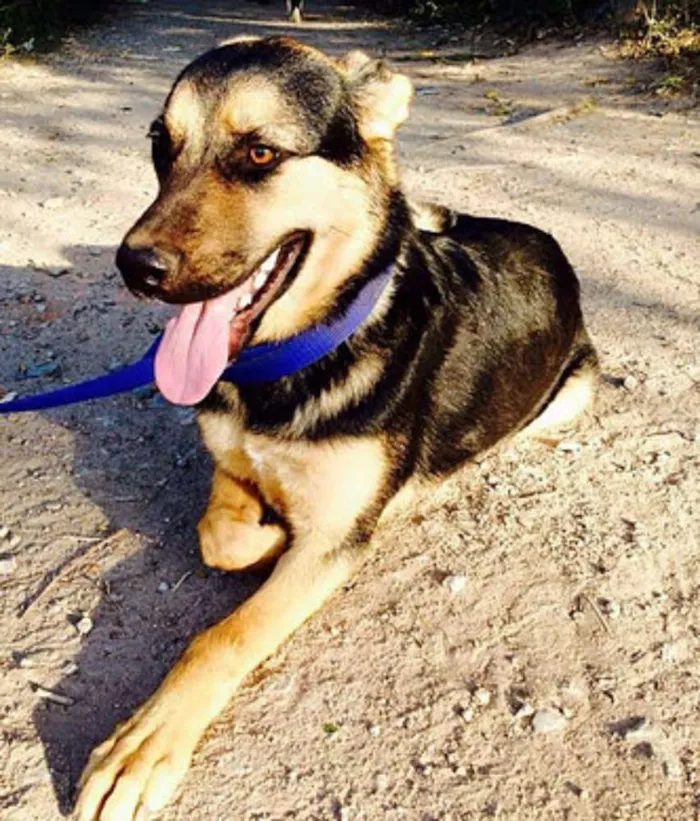 Cachorro ra a pastor mestiça idade 1 ano nome Rosa