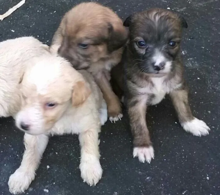 Cachorro ra a mestiça poodle/cocker idade Abaixo de 2 meses nome sem nome