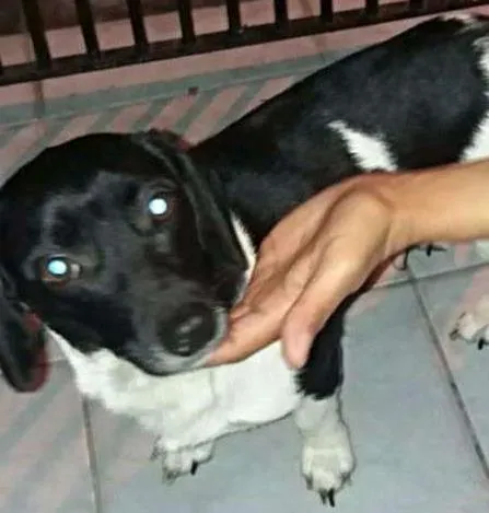 Cachorro ra a srd idade 1 ano nome Megan