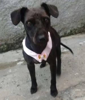 Cachorro raça srd idade 1 ano nome tieta