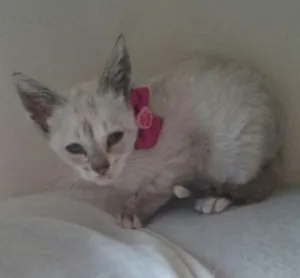 Gato raça srd idade Abaixo de 2 meses nome lilica