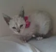 lilica