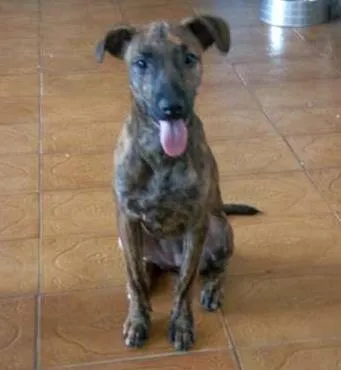 Cachorro ra a Srd idade 7 a 11 meses nome Tigresa 