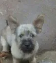 Nick