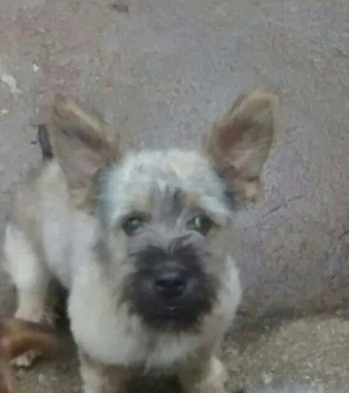 Cachorro raça Viralata idade 2 anos nome Nick