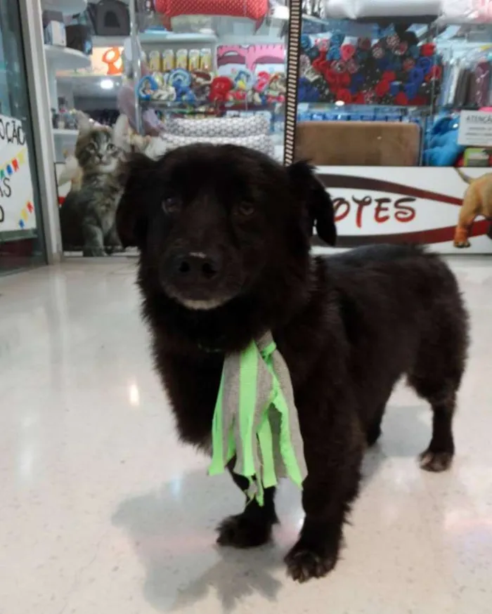 Cachorro ra a SRD idade 4 anos nome Tobinho