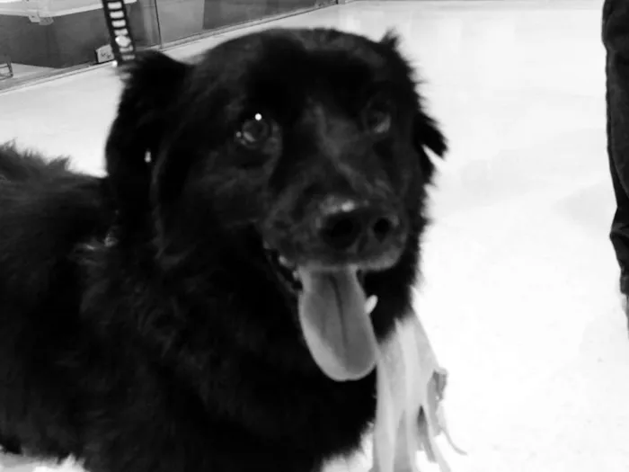 Cachorro ra a SRD idade 4 anos nome Tobinho
