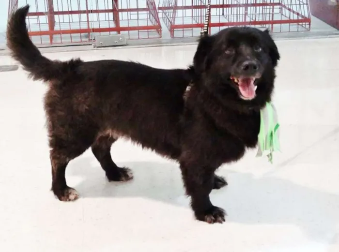 Cachorro ra a SRD idade 4 anos nome Tobinho