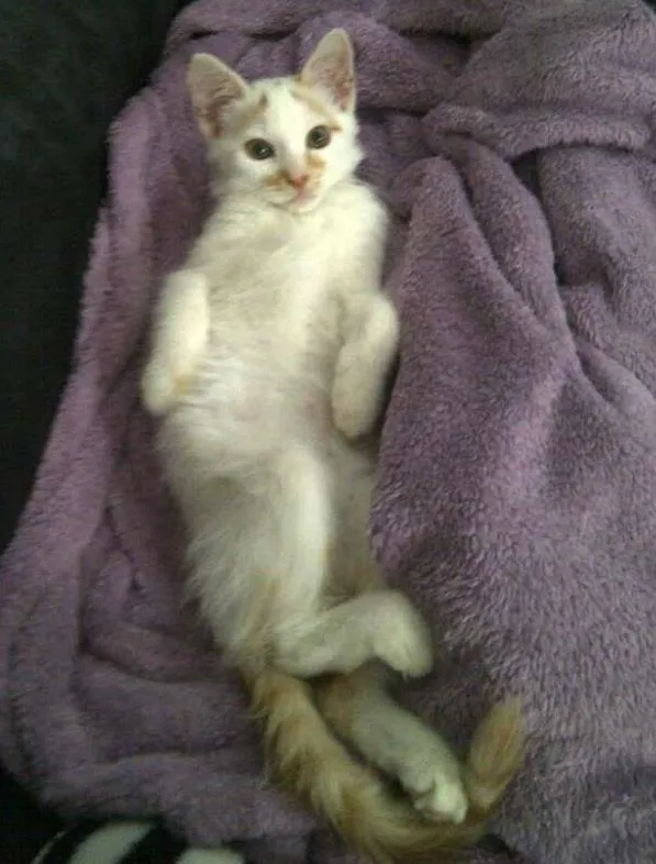 Gato ra a vira lata idade 2 a 6 meses nome Jonhy