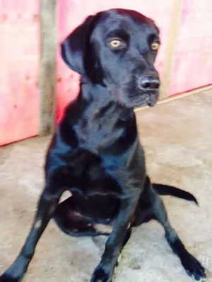Cachorro raça Labradora idade 7 a 11 meses nome Tulipa