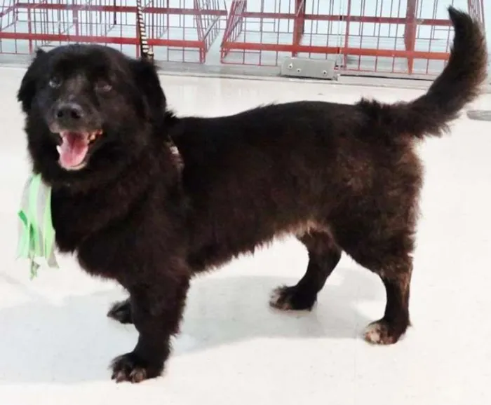 Cachorro ra a SRD idade 4 anos nome Tobinho