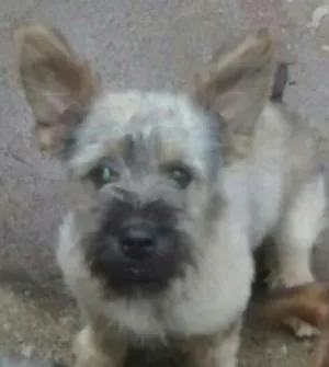Cachorro raça Viralata idade 2 anos nome Nick
