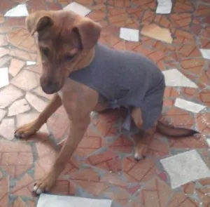 Cachorro raça SRD idade 7 a 11 meses nome SOFIA
