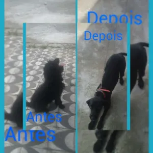 Cachorro raça nao definida idade 2 anos nome negao
