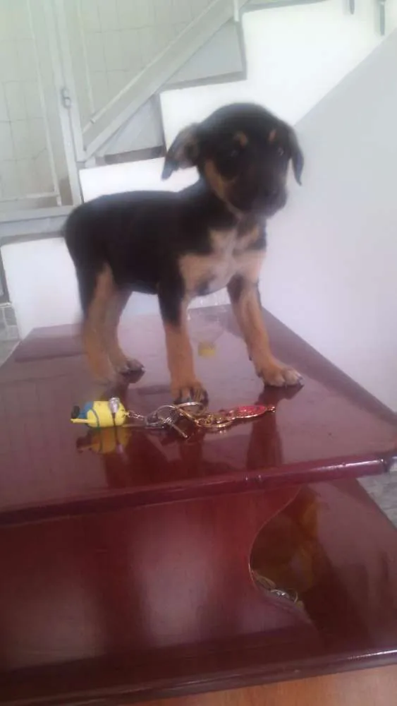 Cachorro ra a srd idade 2 a 6 meses nome Magali