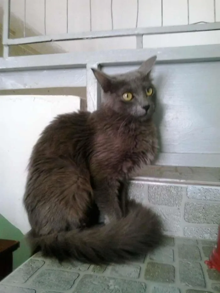 Gato ra a srd idade 1 ano nome varios