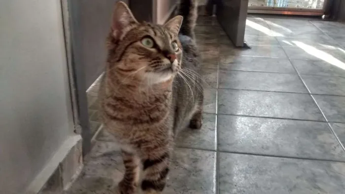 Gato ra a srd idade 1 ano nome varios