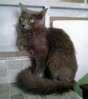 Gato raça srd idade 1 ano nome varios