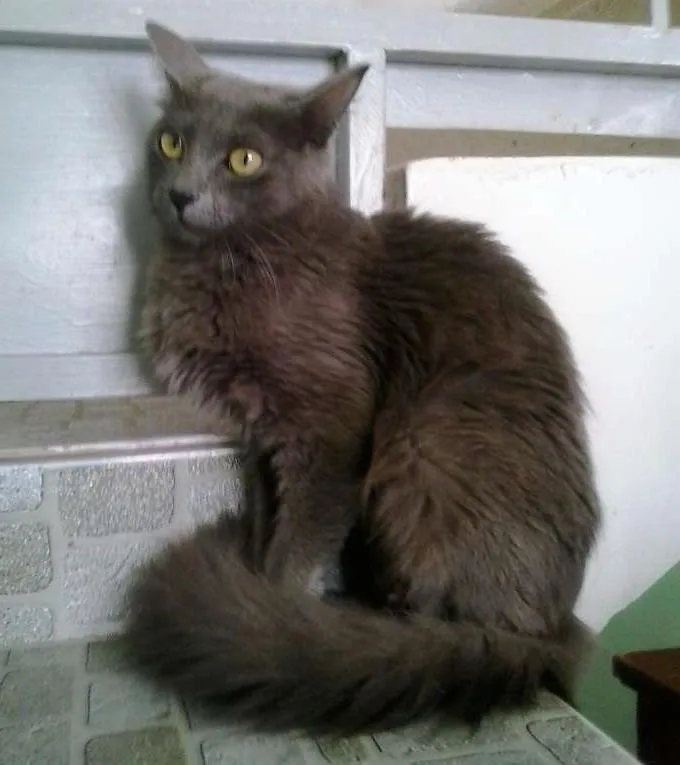 Gato ra a srd idade 1 ano nome varios
