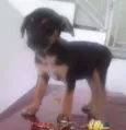 Magali