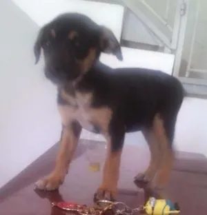 Cachorro raça srd idade 2 a 6 meses nome Magali