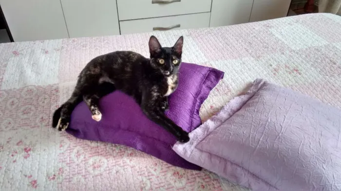 Gato ra a SRD idade 2 a 6 meses nome Miska e Miucha