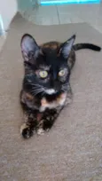 Miska e Miucha