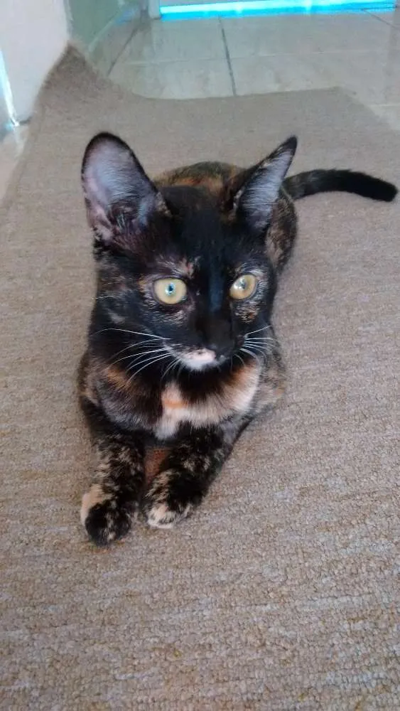 Gato ra a SRD idade 2 a 6 meses nome Miska e Miucha