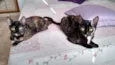 Miska e Miucha