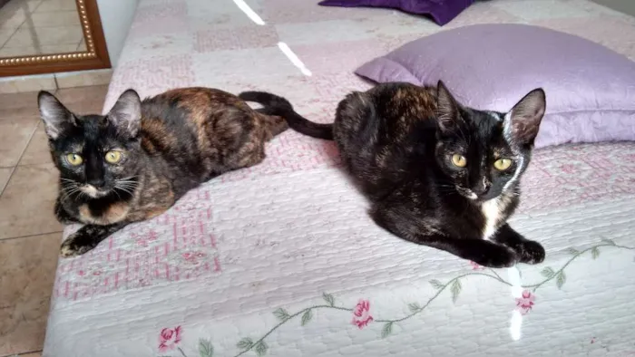 Gato ra a SRD idade 2 a 6 meses nome Miska e Miucha