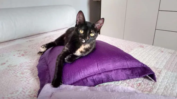 Gato ra a SRD idade 2 a 6 meses nome Miska e Miucha