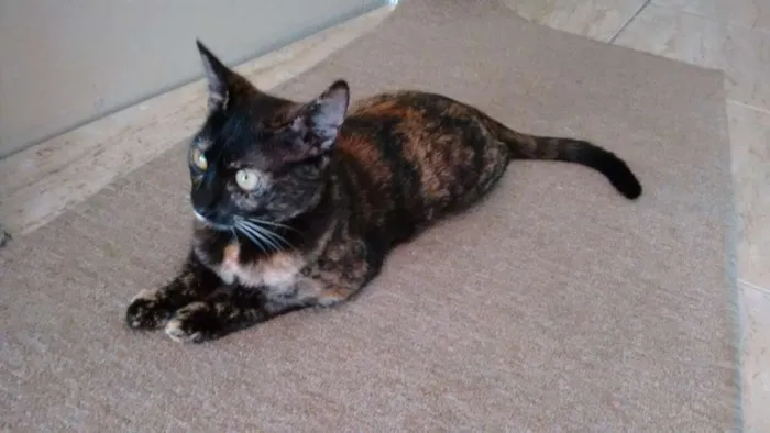 Gato ra a SRD idade 2 a 6 meses nome Miska e Miucha