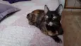 Miska e Miucha