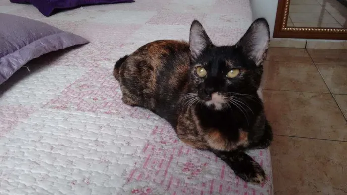 Gato ra a SRD idade 2 a 6 meses nome Miska e Miucha