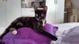 Miska e Miucha