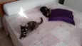 Miska e Miucha
