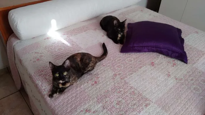 Gato ra a SRD idade 2 a 6 meses nome Miska e Miucha
