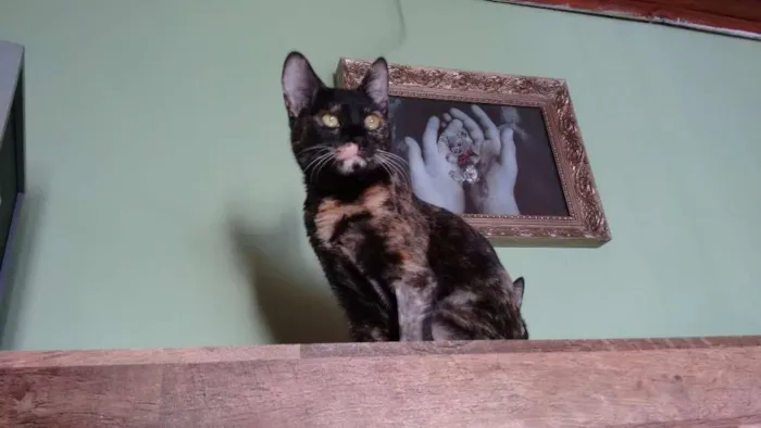 Gato ra a SRD idade 2 a 6 meses nome Miska e Miucha
