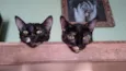 Miska e Miucha