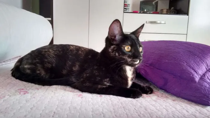 Gato ra a SRD idade 2 a 6 meses nome Miska e Miucha