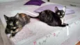 Miska e Miucha