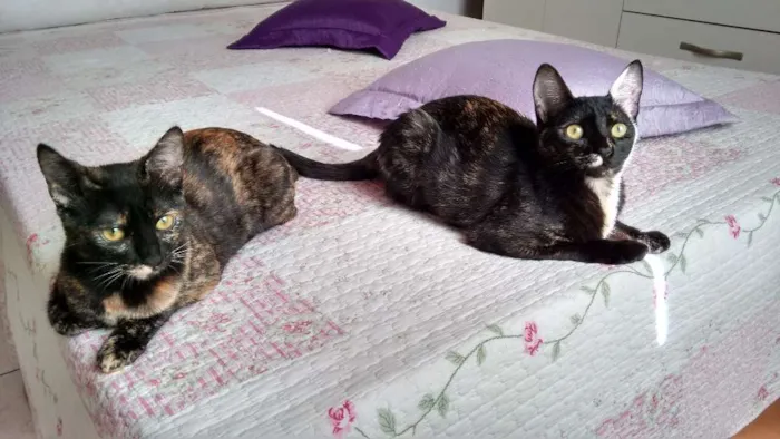 Gato ra a SRD idade 2 a 6 meses nome Miska e Miucha