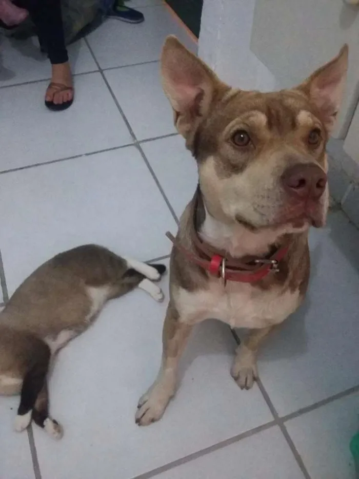Cachorro ra a Husky siberiano misto idade 1 ano nome Jack