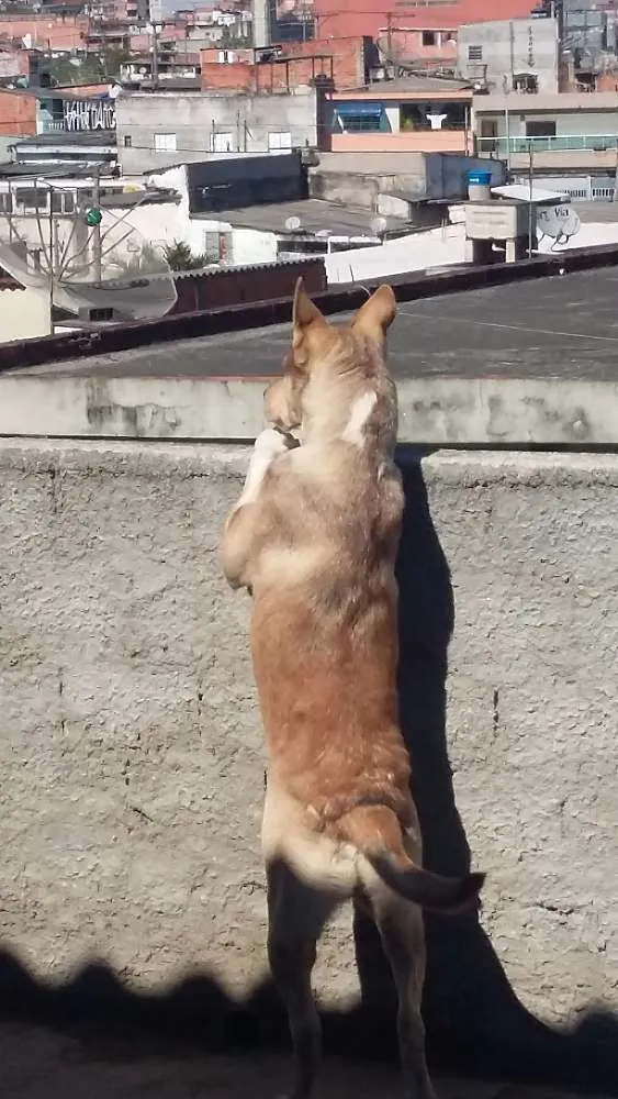 Cachorro ra a Husky siberiano misto idade 1 ano nome Jack