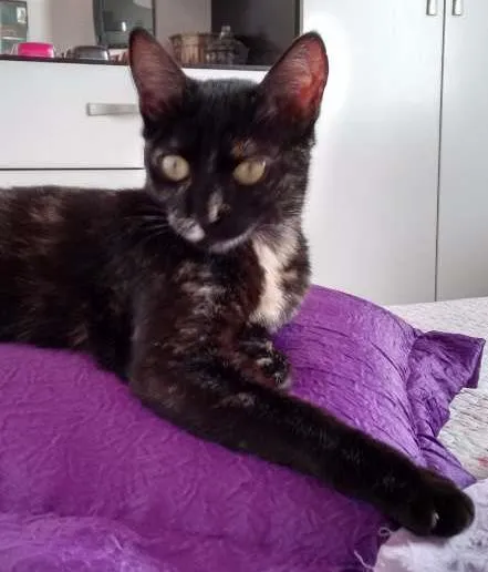 Gato ra a SRD idade 2 a 6 meses nome Miska e Miucha