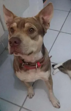 Cachorro raça Husky siberiano misto idade 1 ano nome Jack