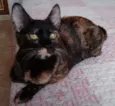 Miska e Miucha