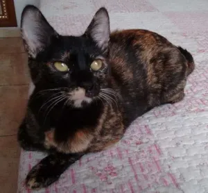 Gato raça SRD idade 2 a 6 meses nome Miska e Miucha
